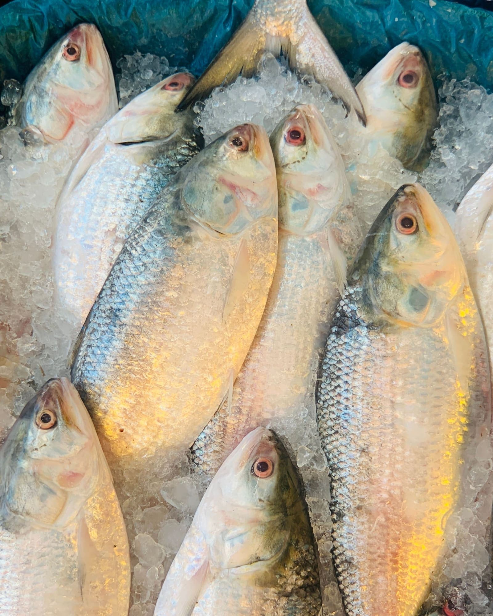 Fresh hilsa fish laid out on ice at a market